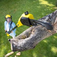 Professional Tree Removal in Bethel, WA