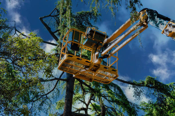 Best Tree Risk Assessment  in Bethel, WA