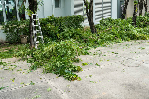 Best Palm Tree Trimming  in Bethel, WA
